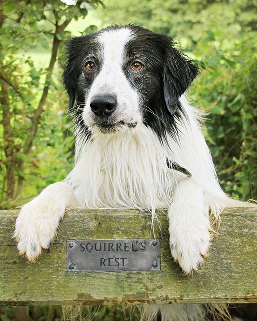 Meg Price Border Collie Puppies Collie Dog Border Collie