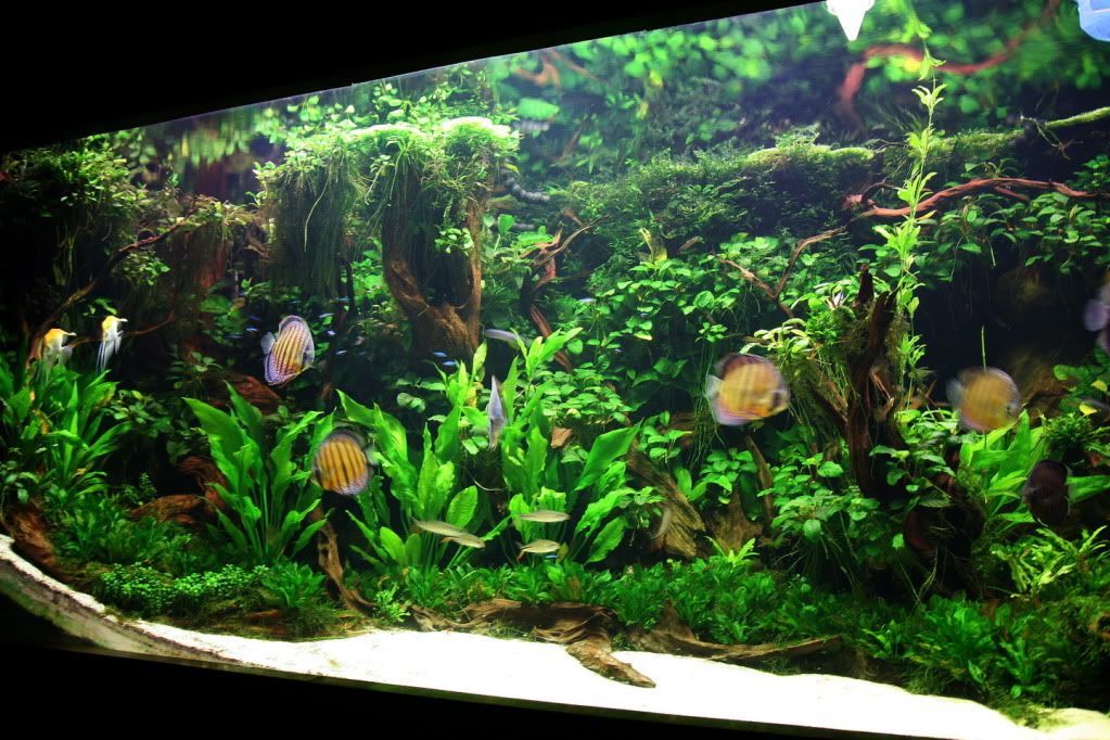 Aquascape Color Changing Lights nerdpenguin