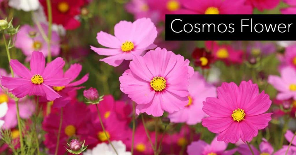 How To Grow Grow Cosmos Flower Annual Plants Plants Common Garden Plants