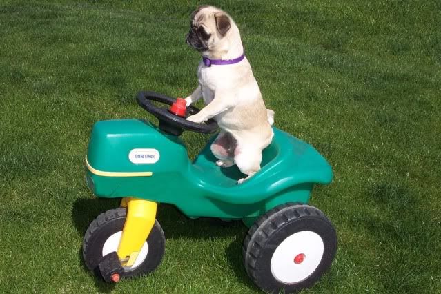 Download Pin on Pugs-N-Hugs
