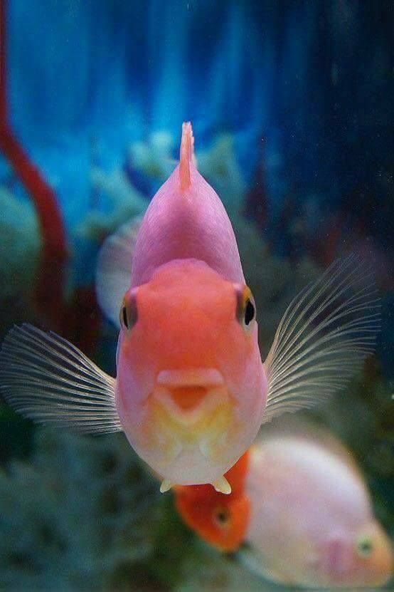A smiling fish (With images) | Water animals, Sea animals, Colorful fish