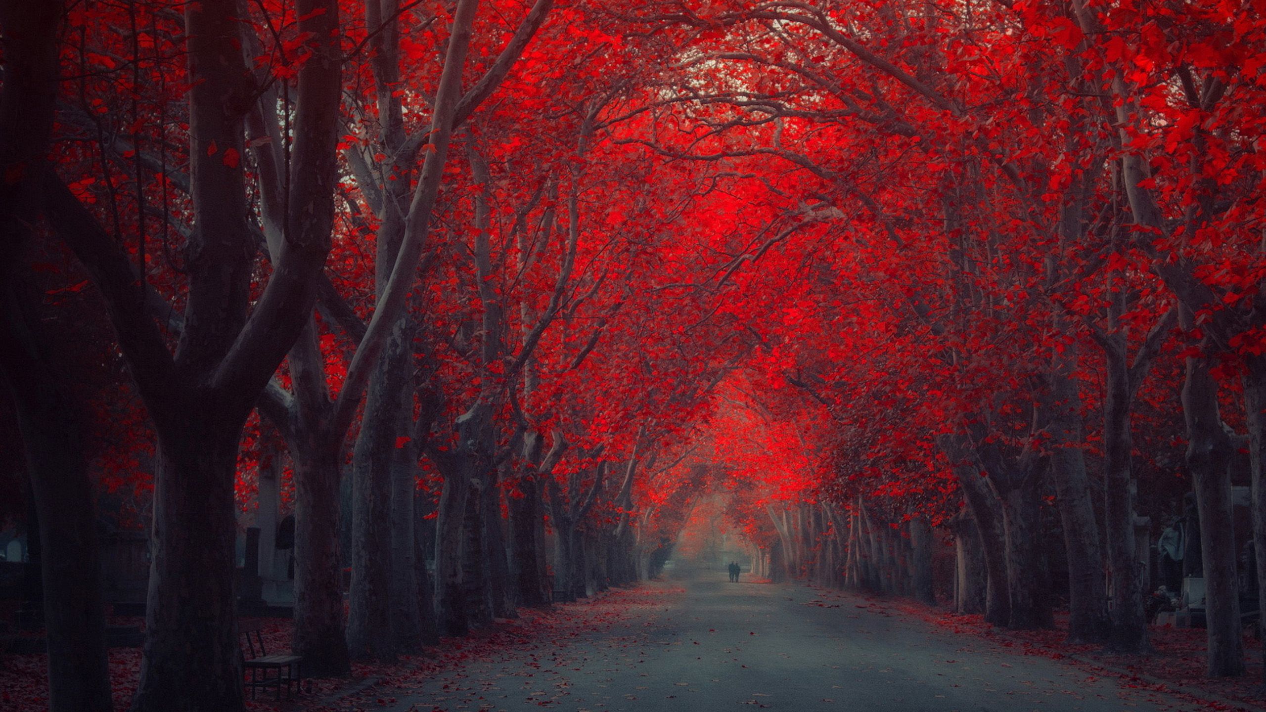 Tree Hd Wallpaper Forest Wallpaper Fall Wallpaper