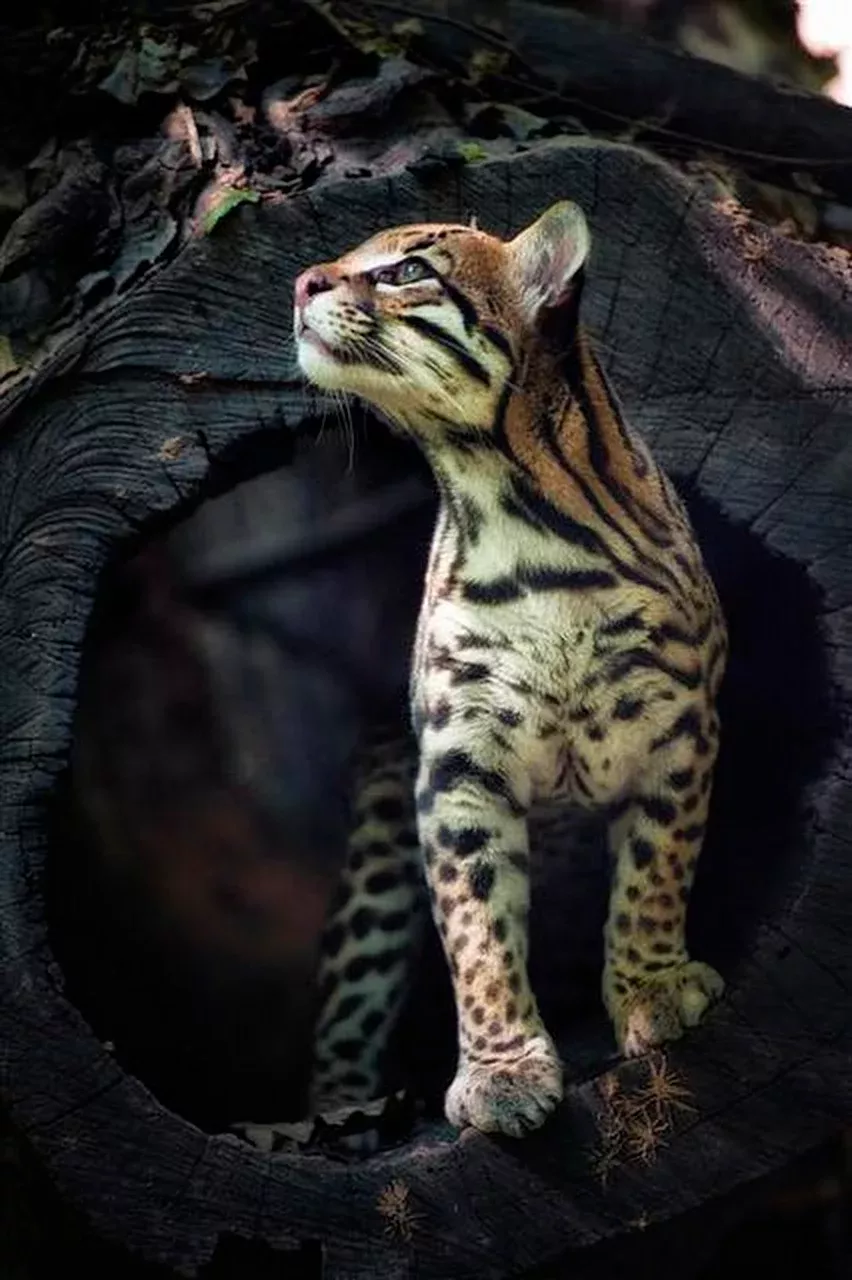 Favorable Animals Beautiful Cats Favorable Animals Beautiful Cats