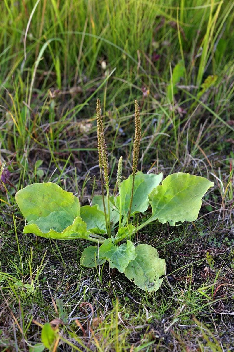 How To Help Heal Turf Burn