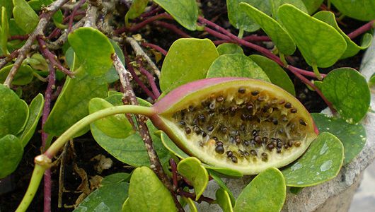 where do capers come from
