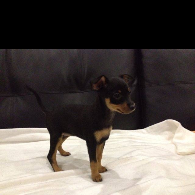 Gorgeous Female Pup 7 Weeks And 1 Day Pup Animals Pinscher
