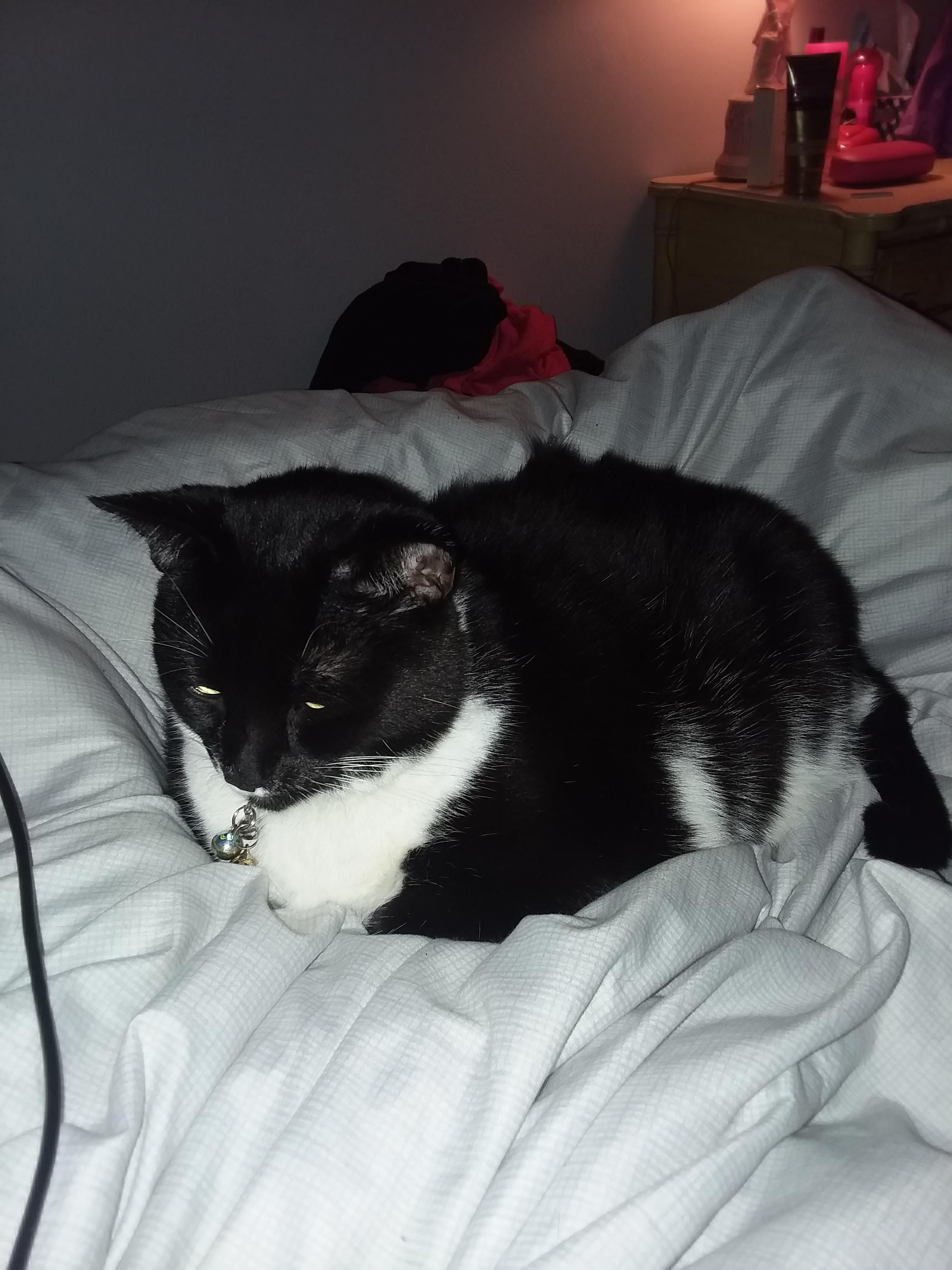 Sleepy Chantilly Ready For Bedtime On A Chilly Night Beautiful Cats Wild Cats I Love Cats
