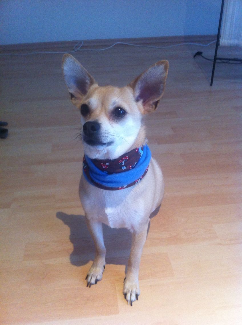 Loop, Hund, sew, nähen Bring mich zum lächeln, Hunde, Nähen