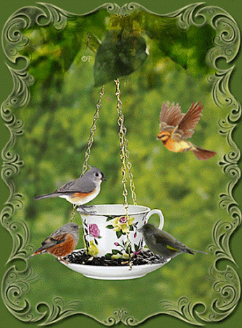 يبدأ الصباح من تغريد الطيور وتسبيحها الله يسعد صباحكم بكل خير Beautiful Birds Beautiful Gif Pretty Birds
