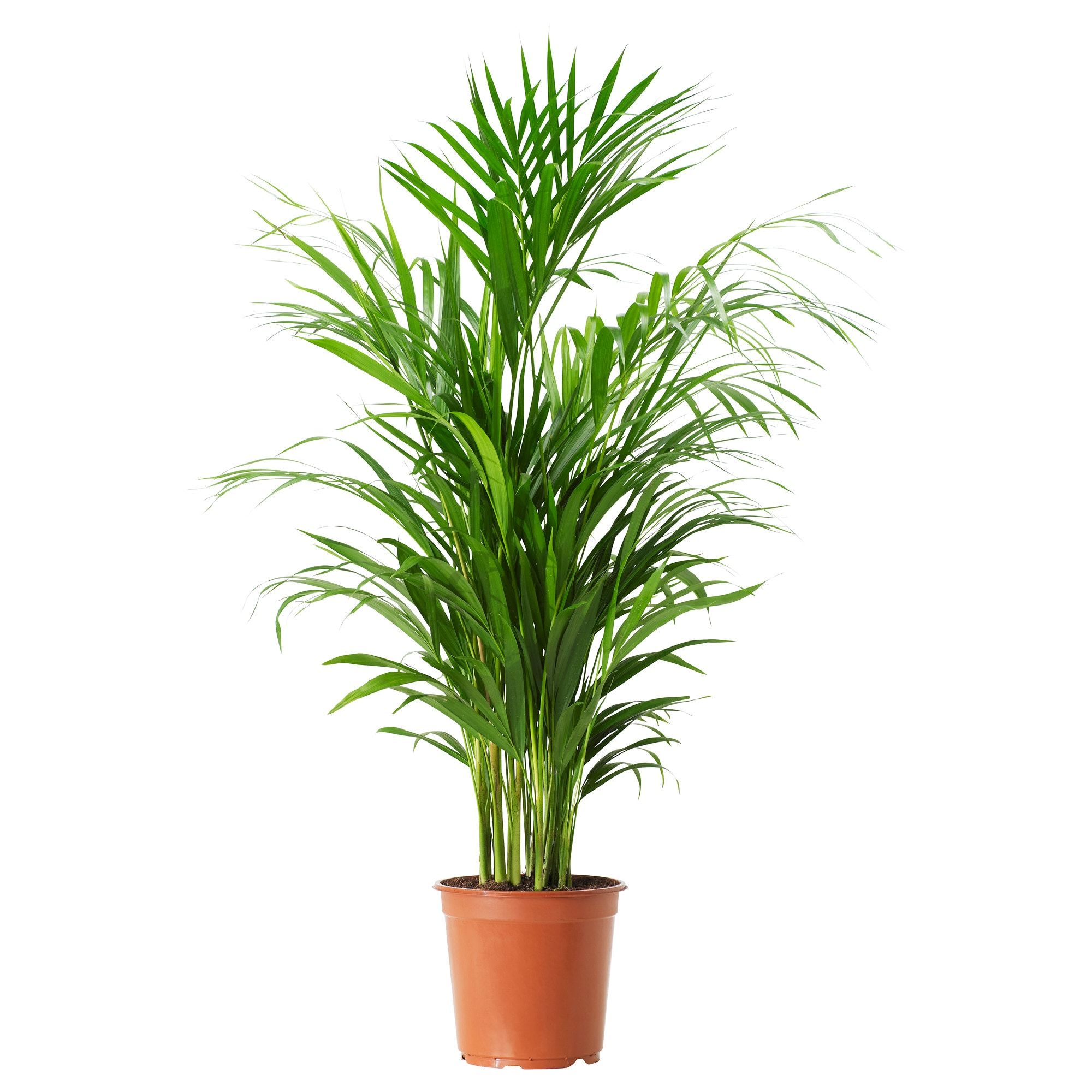Us Furniture And Home Furnishings Palm Plant Indoor Palms Plants Indoor Palms