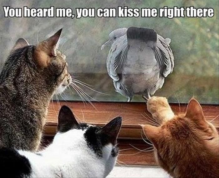 Télécharger gratuitement Images Funny Cats Bird Chats Chat Marrant Image Chat Drole Et Photo le plus cool salutations