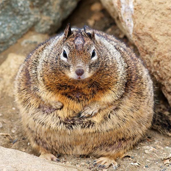 Avoir Images L Ecureuil Le Plus Gros Du Monde Ecureuil Drole Animaux actualisé par