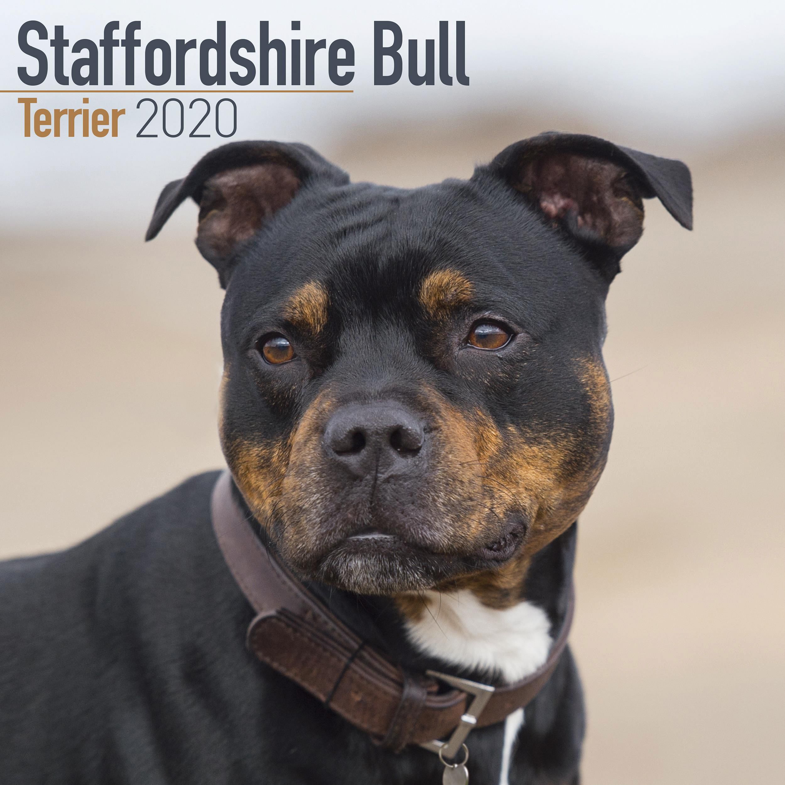 Staffordshire Bull Terrier Calendar 2020 Bull Terrier