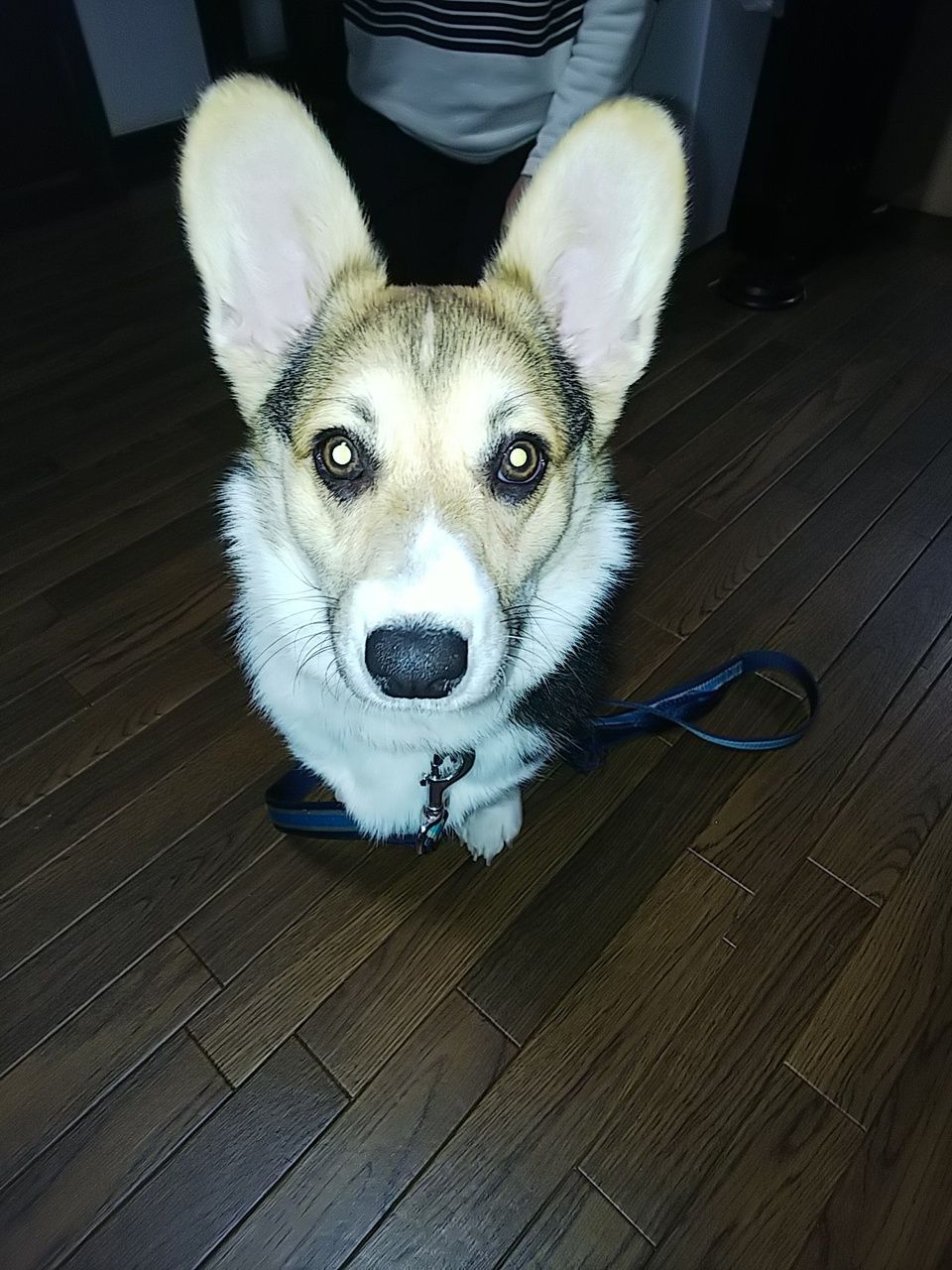 久しぶりの投稿になります(^-^; 静岡市で犬のしつけ訓練をしているドッグスクールサカモトです。 ウェルシュコーギー♀7ヶ月のむちぎゃんです。 おてんばな女の子だと聞いて伺いまし... 詳しくは http://dog-school-sakamoto.com/73482/?p=1097&fwType=pin Sakamoto, Dog School, Corgi, Animals, Corgis, Animales, Animaux, Dog Training School, Animal