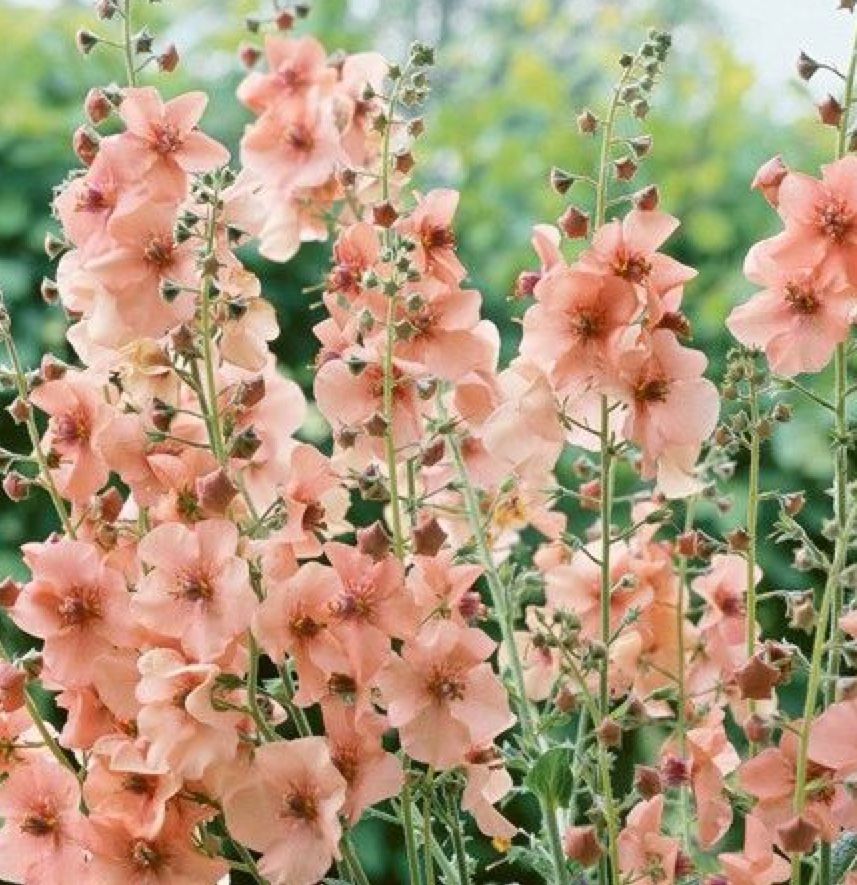 ✔️18++ Perennial flowers saskatchewan - info Updated 4 963b9dd83473df3adbcaa4bea2df94b9