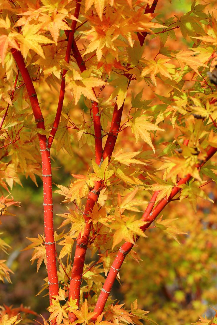 Acer Palmatum Group Sango Kaku Anese Maples Acer Palmatum Group Sango Kaku