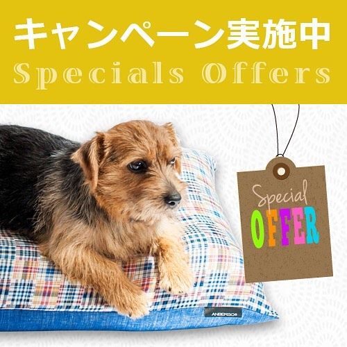 犬のベッド アンベルソ Anberso Com Instagram Photos And Videos 犬 キャンペーン 犬のベッド アンベルソ Anberso Com Instagram Photos And Videos 犬 キャンペーン