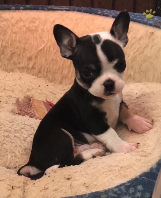 Duke French Bulldog Mix Puppy For Sale In Rising Sun Md