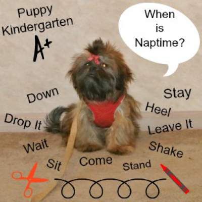 New Puppy Owner Faq Puppy Kindergarten Puppy Training Tips Dog