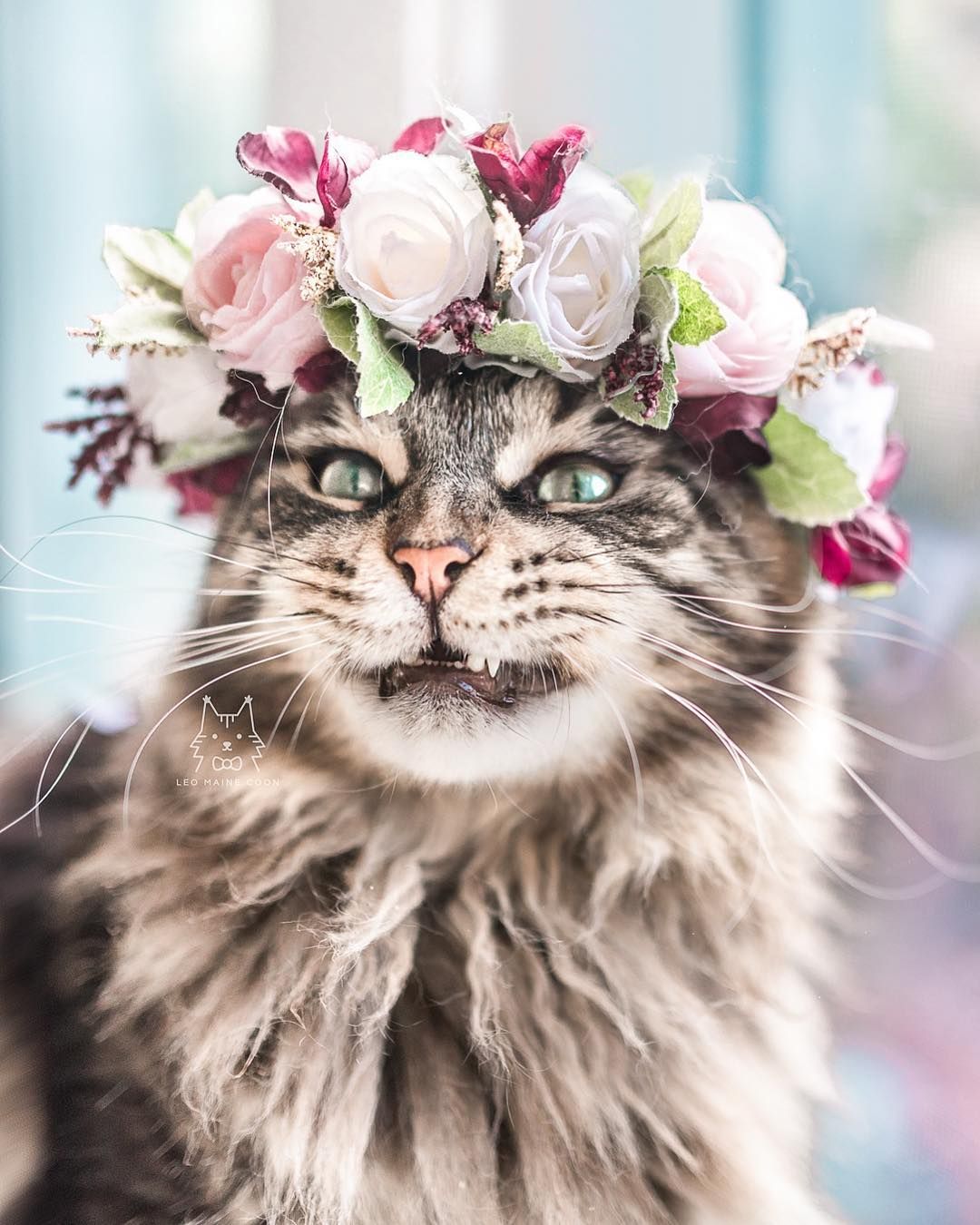 College Professor Is Making Flower Crowns For Animals And