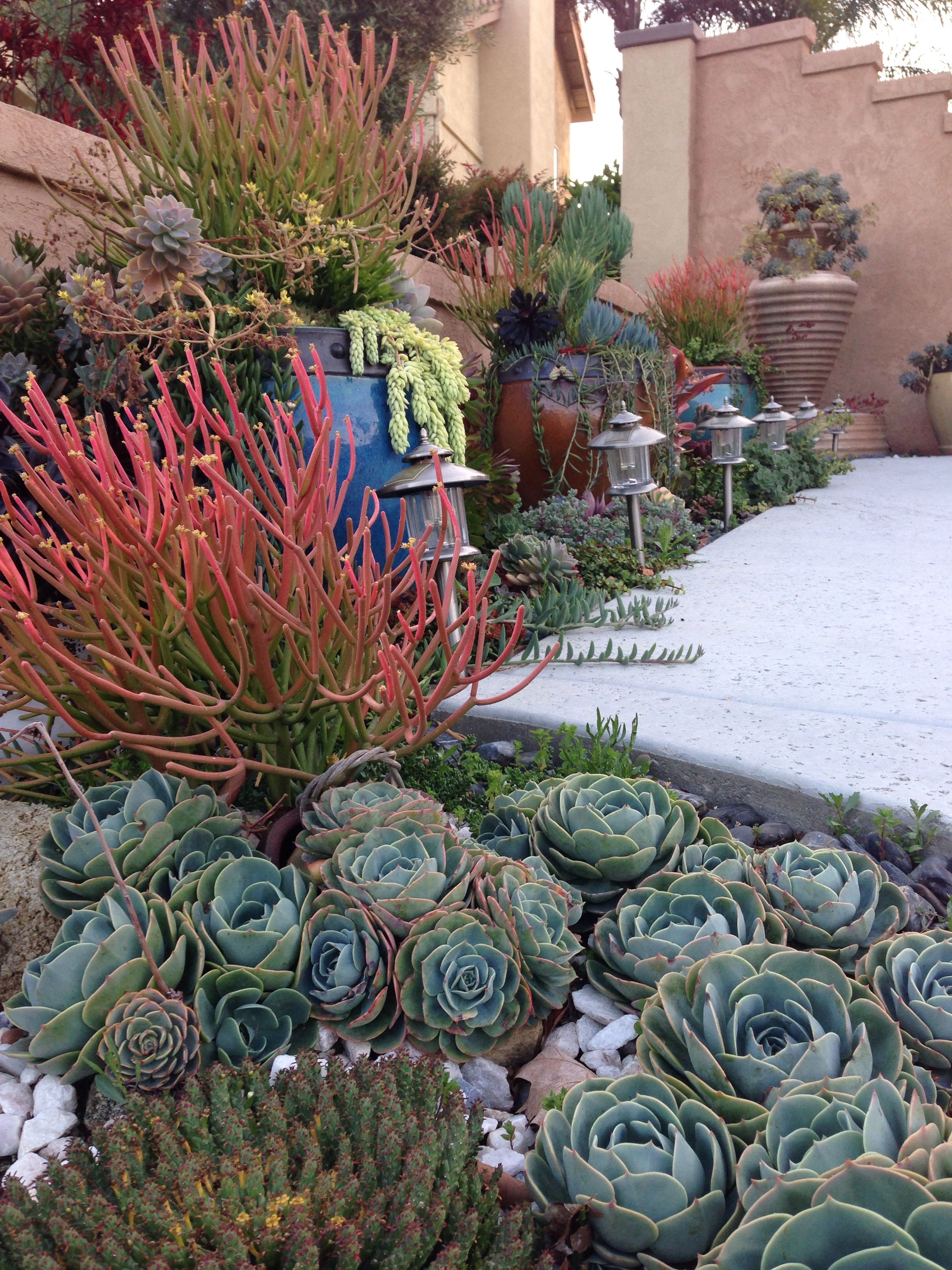 Succulents Garden My Succulents Succulents Garden My Succulents