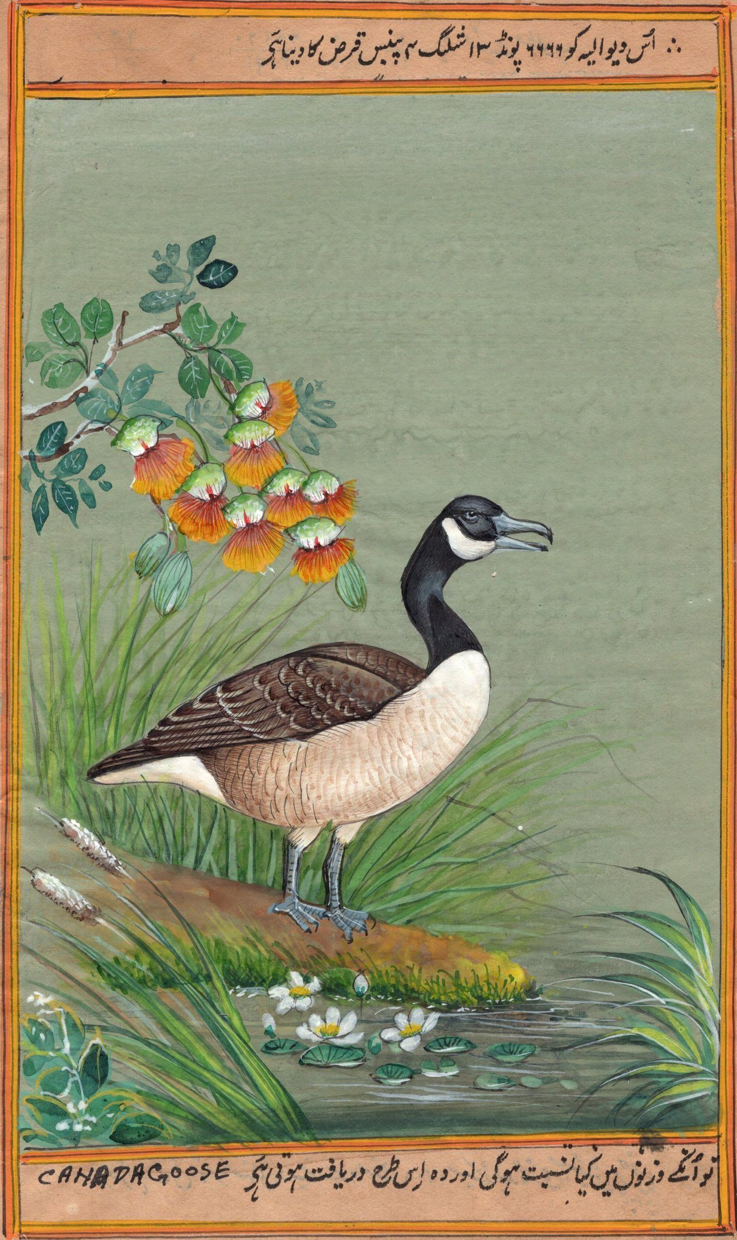 canada goose name in tamil canada goose name in tamil