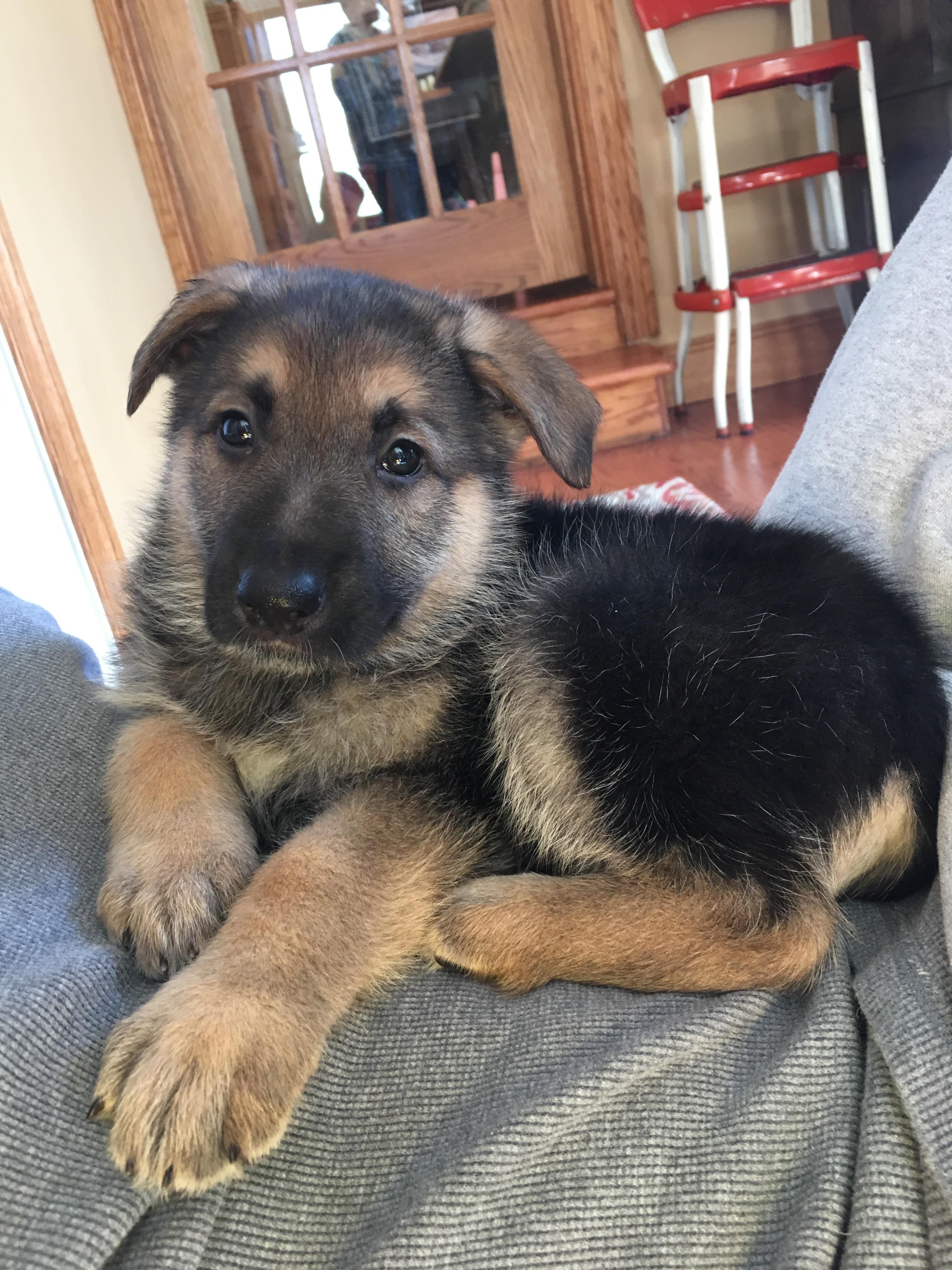 Germanshepherd Dogs German Shepherd Dogs Shepherd Dog