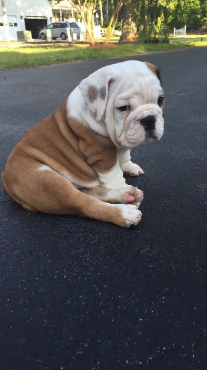 Dogs By Barbara Cute Animals Puppies Dogs