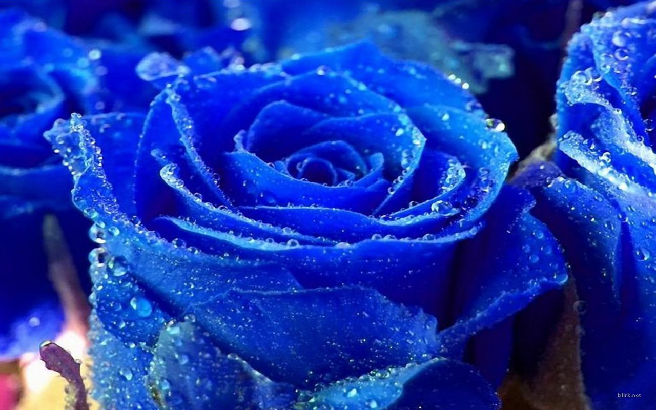 a rose is a rose is .. Blaue rose, Schöne rose, Rosentapete a rose is a rose is .. Blaue rose, Schöne rose, Rosentapete
