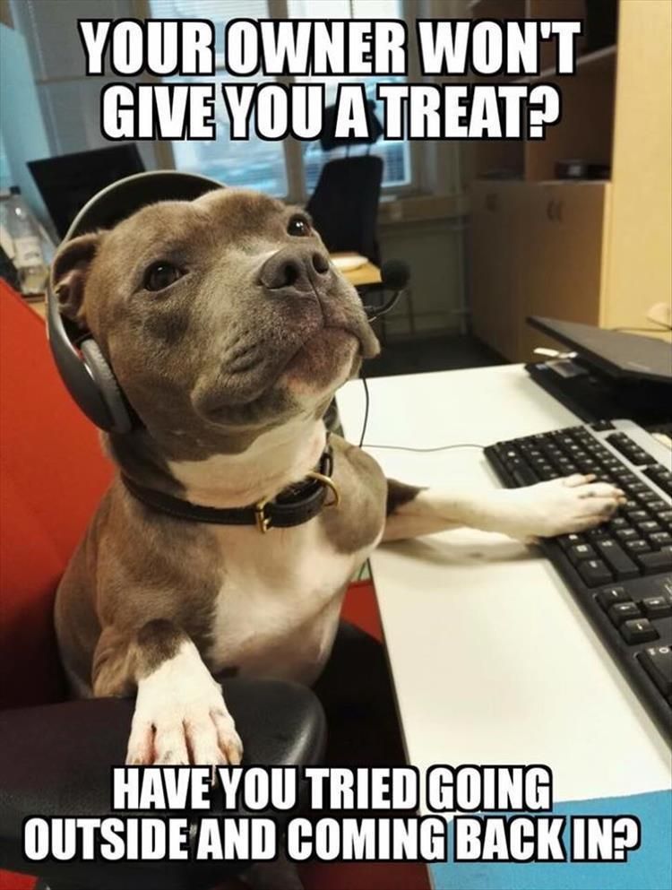 Funny Animal Pictures Of The Day 22 Pics Funny Animals Funny