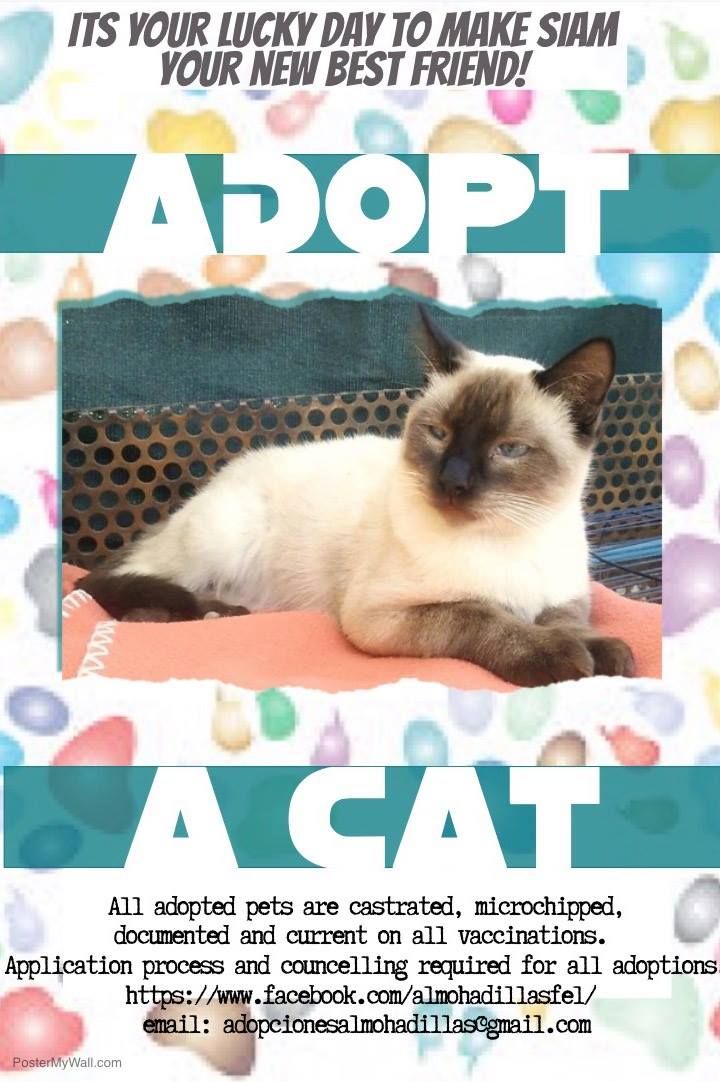 siamese kittens for adoption in columbus ohio