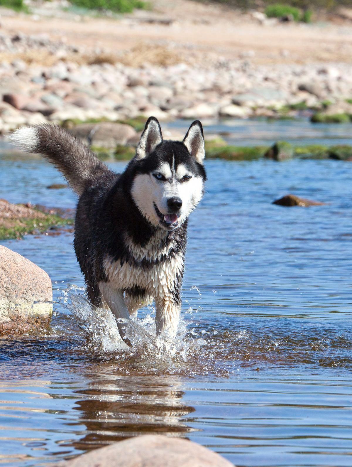 Everything About Siberian Huskies Puppies Exercise Needs