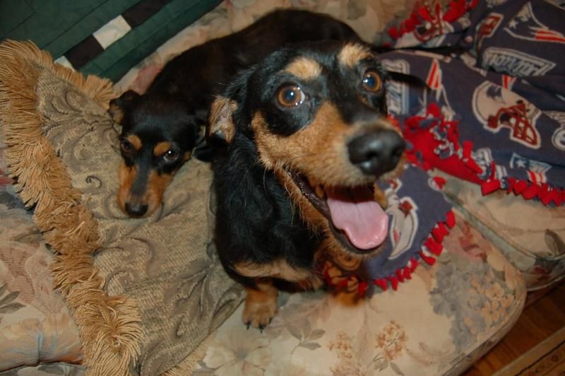 Adopt George On Dachshund Rescue Dachshund Dog Dogs