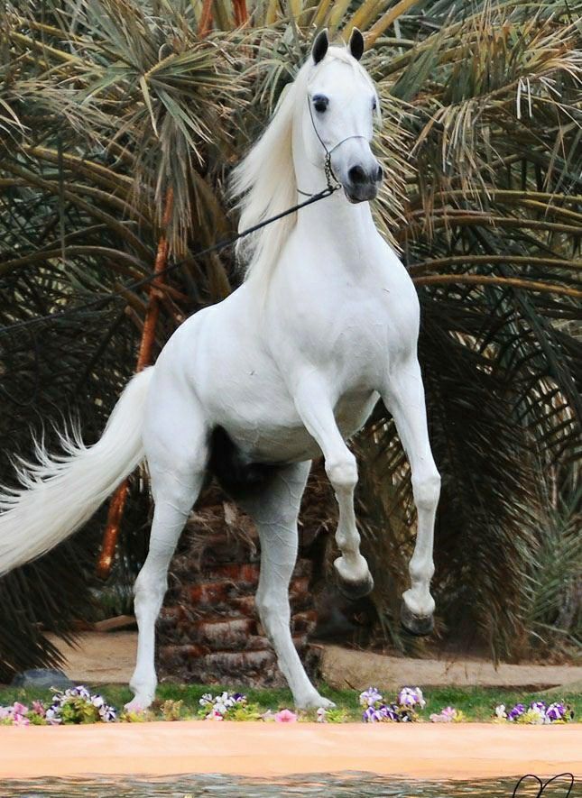 Pro100 Krasivye Loshadi Https Www Ok Ru Group 55394367832255 Settings Horses White Arabian Horse Beautiful Arabian Horses