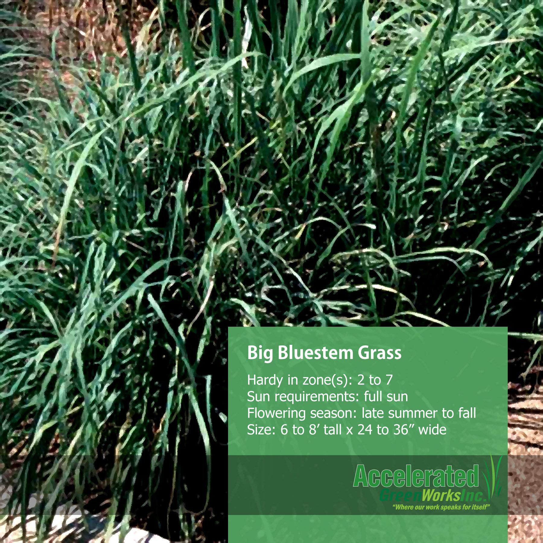 planting blue stem grass planting blue stem grass