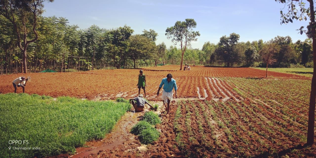 Top 7 Profitable Crops of Karnataka