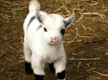 Epingle Par Emma Kelsey Riddell Sur Animal Kingdom Bebes Animaux Mignons Animaux Mignons Bebes Animaux Epingle Par Emma Kelsey Riddell Sur Animal Kingdom Bebes Animaux Mignons Animaux Mignons Bebes Animaux