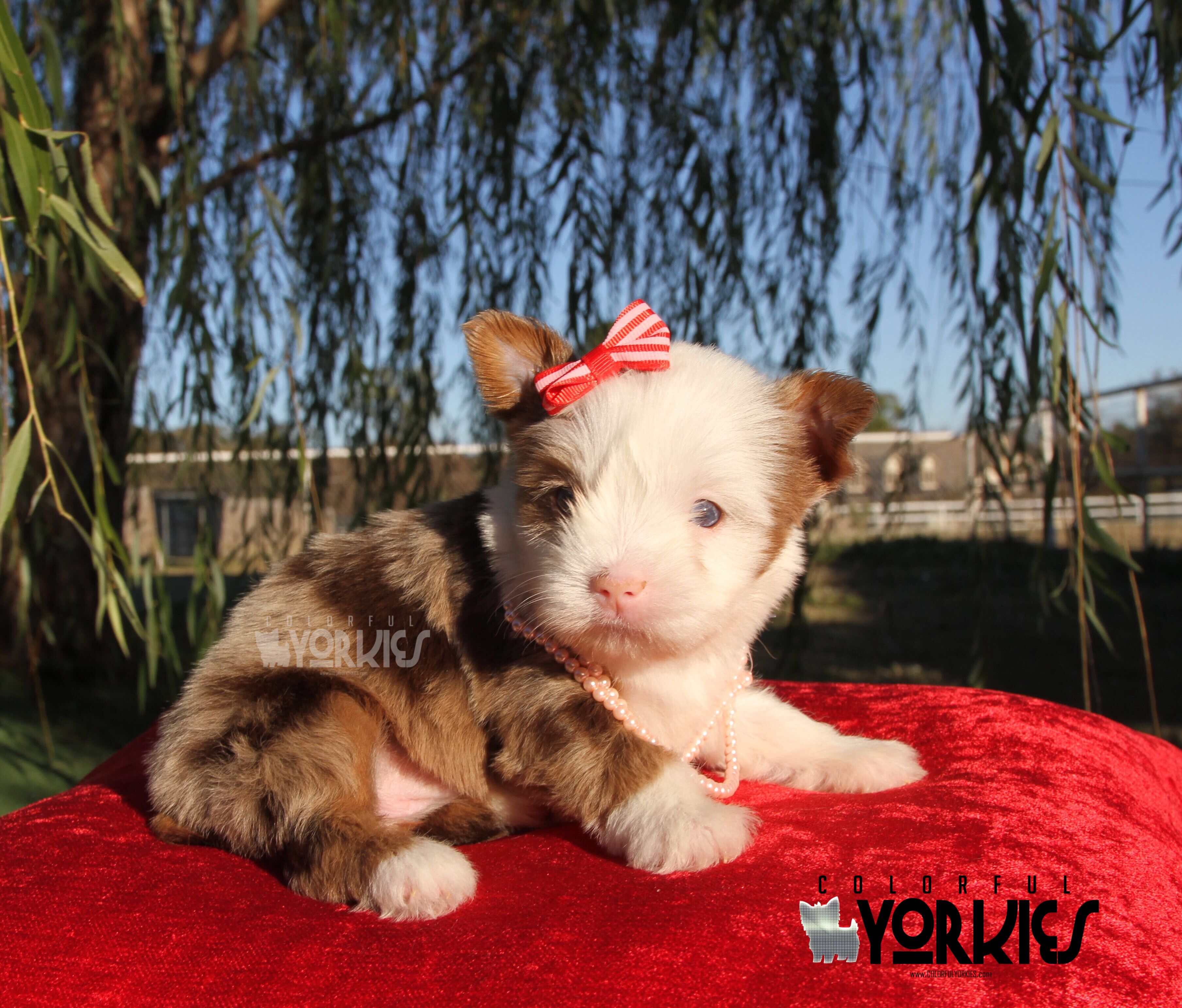 Pin On Merle Yorkies
