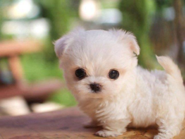 Los Perritos Mas Bellos Y Tiernos Que Jamas Hayas Visto Teacup