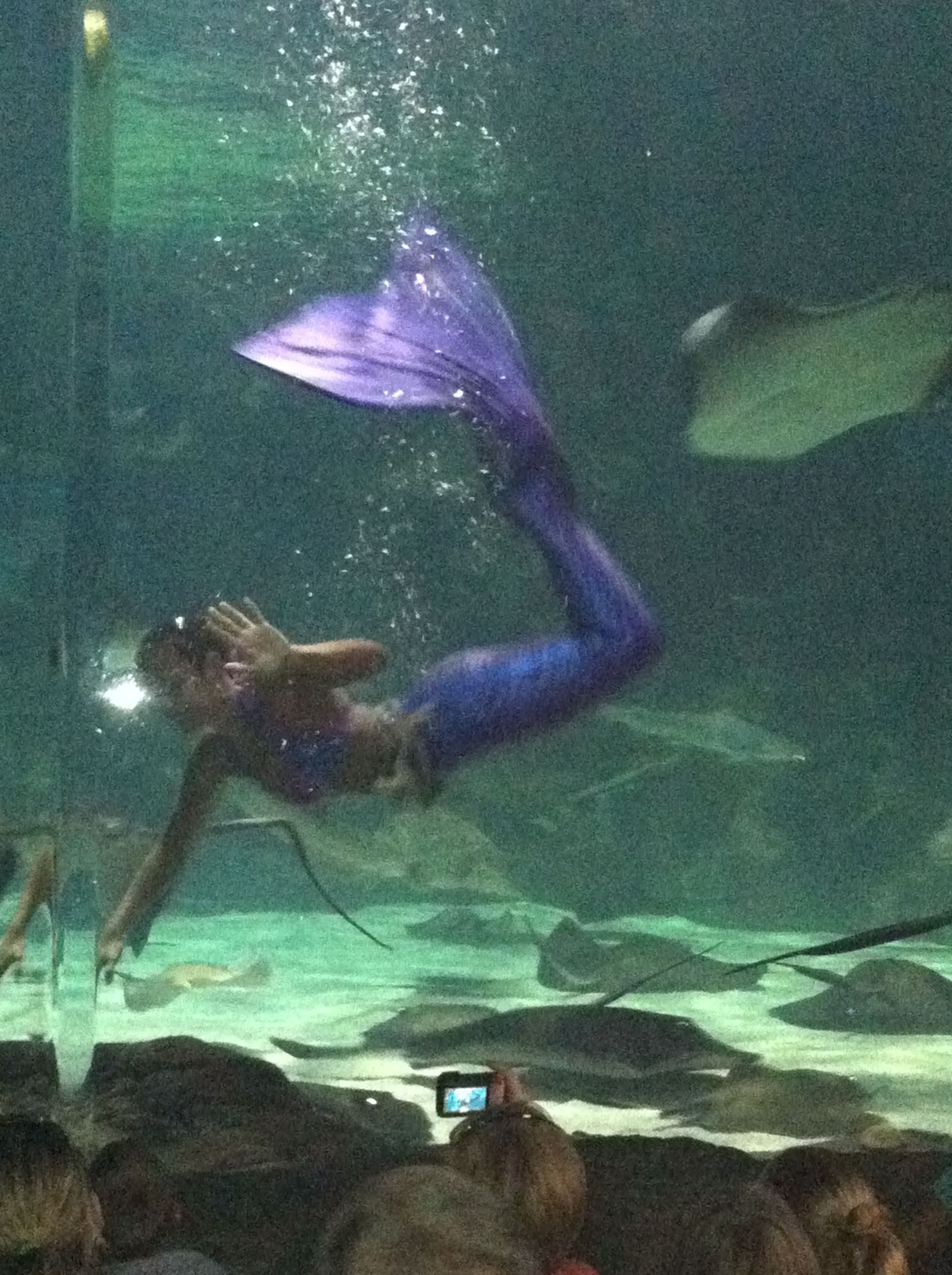 Ripleys Aquarium At Myrtle Beach Sc Mermaid Show Tanked Ripleys Aquarium At Myrtle Beach Sc Mermaid Show