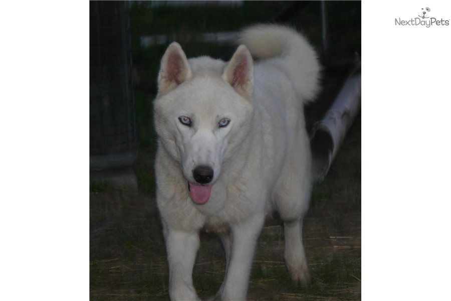 Siberian Husky Puppy For Sale Akc Husky Pup Doyle Ce805b8a 3031