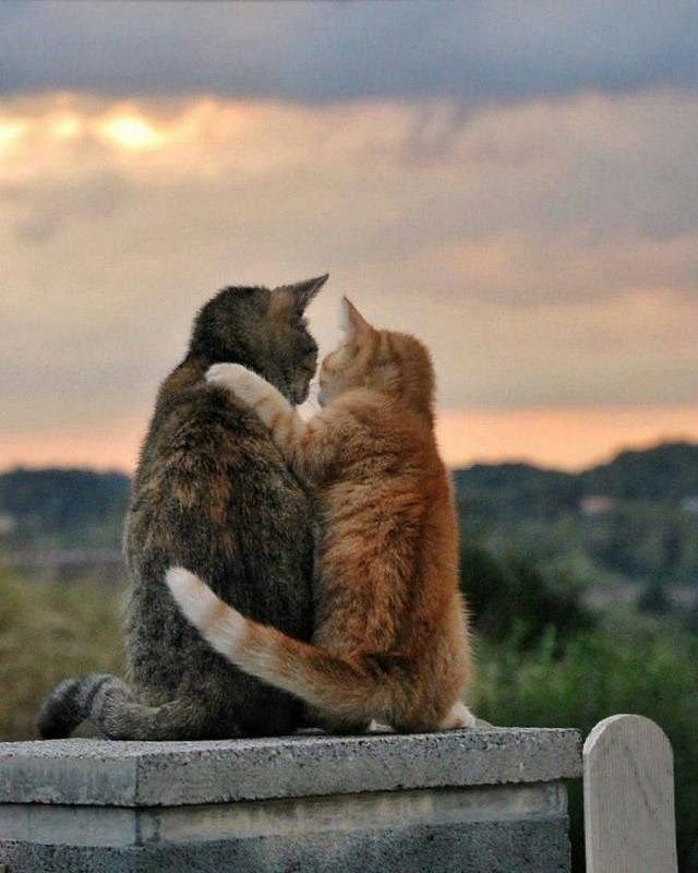 28 Photos That Will Have You Painting Beautiful Stories In Your Mind - I Can Has Cheezburger? Pretty Cats, Beautiful Cats, Animals Beautiful, Beautiful Stories, Beautiful Pictures, Adorable Pictures, Beautiful Mind, Cute Kittens, Cats And Kittens