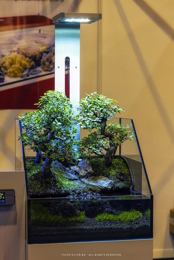 Aquarium Bonsai Bonsai Aquarium Source by jnobs9 Aquarium landscape