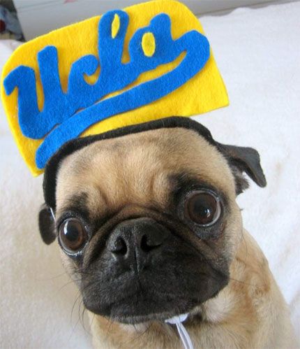 Ucla Pug Ucla Ucla Campus Ucla Hat