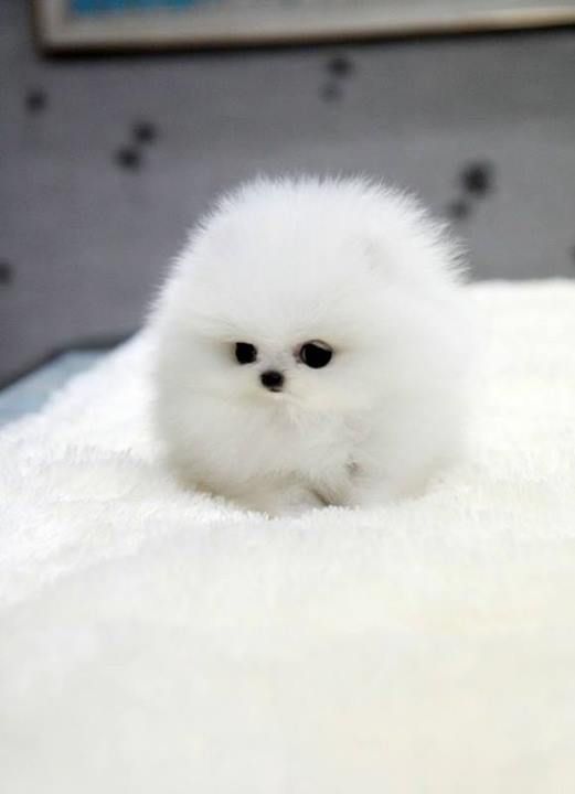 15 Pets That Look So Much Like Food It Will Make Y 15 Pets That Look So Much Like Food It Will Make Y