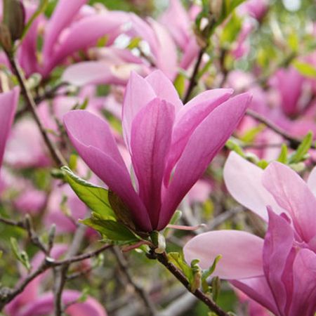 Magnolia Trees For Fast Growing Landscape Plants Magnolia Trees For Fast Growing