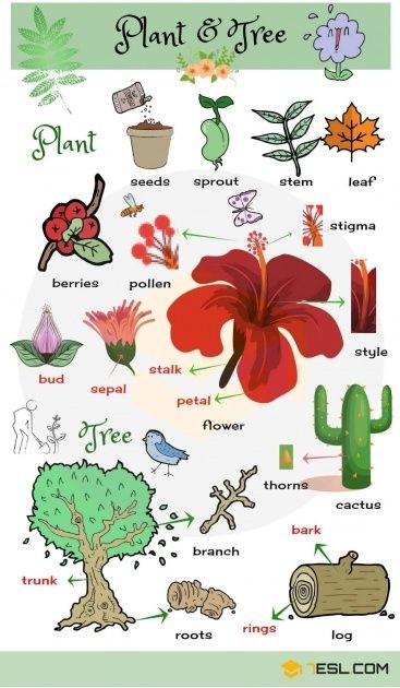 Picture Of Plant With Name | English vocabulary, English language ...