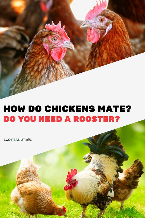 We know that the modus operandi of chicken intercourse is hard to figure out just by looking at them.So, how do chickens and roosters mate? How often do chickens mate? …and, what on Earth is a cloacal kiss?No need to shy away from the nuts and bolts of chicken reproduction. After all, you’ll want to know as much as you can to keep a healthy flock of lady hens and gentleman roosters. #chicken #homestead #farming #farm backyardfarming Raising Meat Chickens, Baby Chickens, Chickens And Roosters, Solar Panel Kits, Solar Panels For Home, Backyard Flocks, Chickens Backyard, Chicken Farm, Chicken Eggs