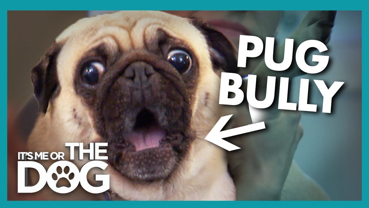Pug Rules The House With Fear It S Me Or The Dog Youtube