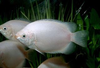 Resultado de imagem para peixe beijador